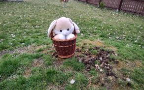 odměna od zajíčka